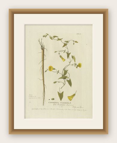 Vintage Scammony Vine Engraving, Icones Plantarum Medicinalium, 1788, shown framed
