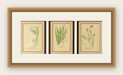 Antique Botanical Prints of Feather, Ribbon & Quaking Grasses, c.1897, shown framed