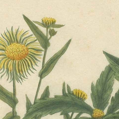 Hand-finished Mezzotint Engraving of two Chrysanthemum species, close-up 1