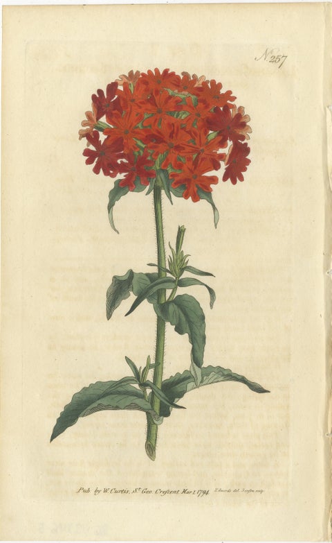 Three Botany Prints Full Color Original Engravings, 1794, view 2