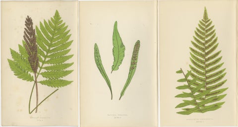 Antique Hand-Colored Fern Prints, Onoclea, Fadyenia, Cyclopeltis, 19th Century, view 5