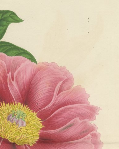 Tree Peony Impératrice de France, Paeonia Moutan Chromolithograph, 1858, close-up 3