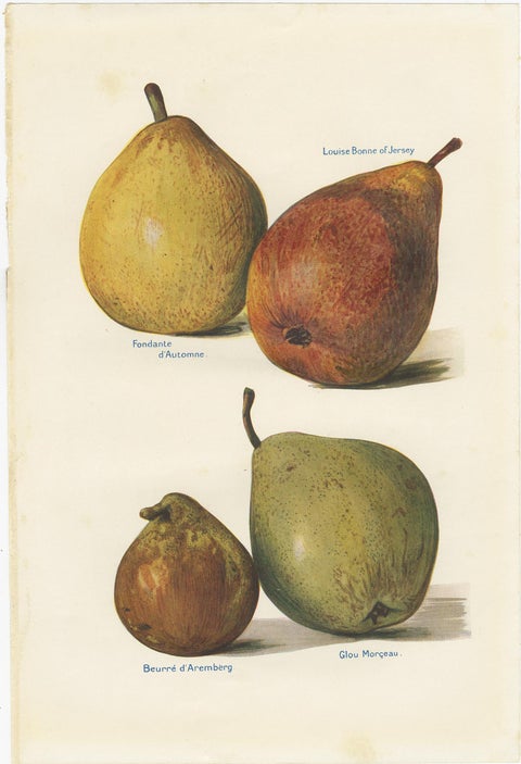 Set of 3 Vintage Fruit Prints of Pear Varieties, '1924', view 4