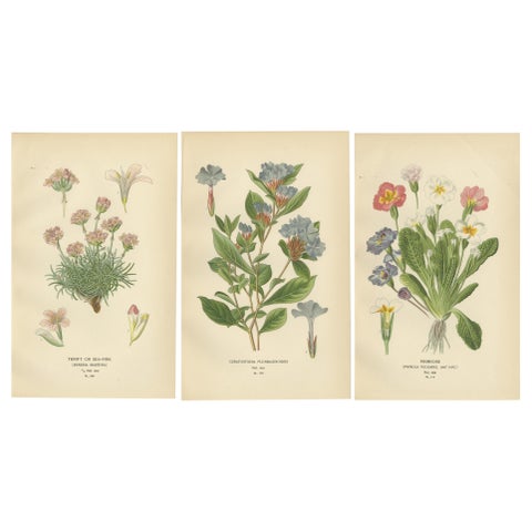 1897 Original Antique Botanical Prints, Sea-Pink, Ceratostigma, and Primrose