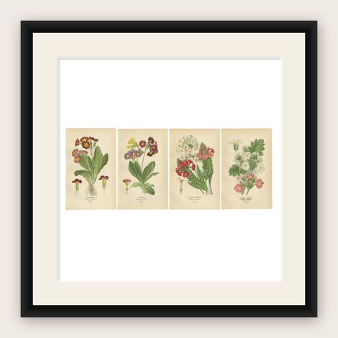 1897 Antique Botanical Prints, Polyanthus, Auricula and Primroses, shown framed