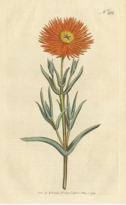 Antique Botany Print of Mesembryanthemum Aureum or Golden Fig-Marigold, view 3