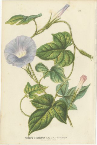 Japanese Morning Glory Azurea, Pharbitis Polymorpha Plate IV, 1858, view 2