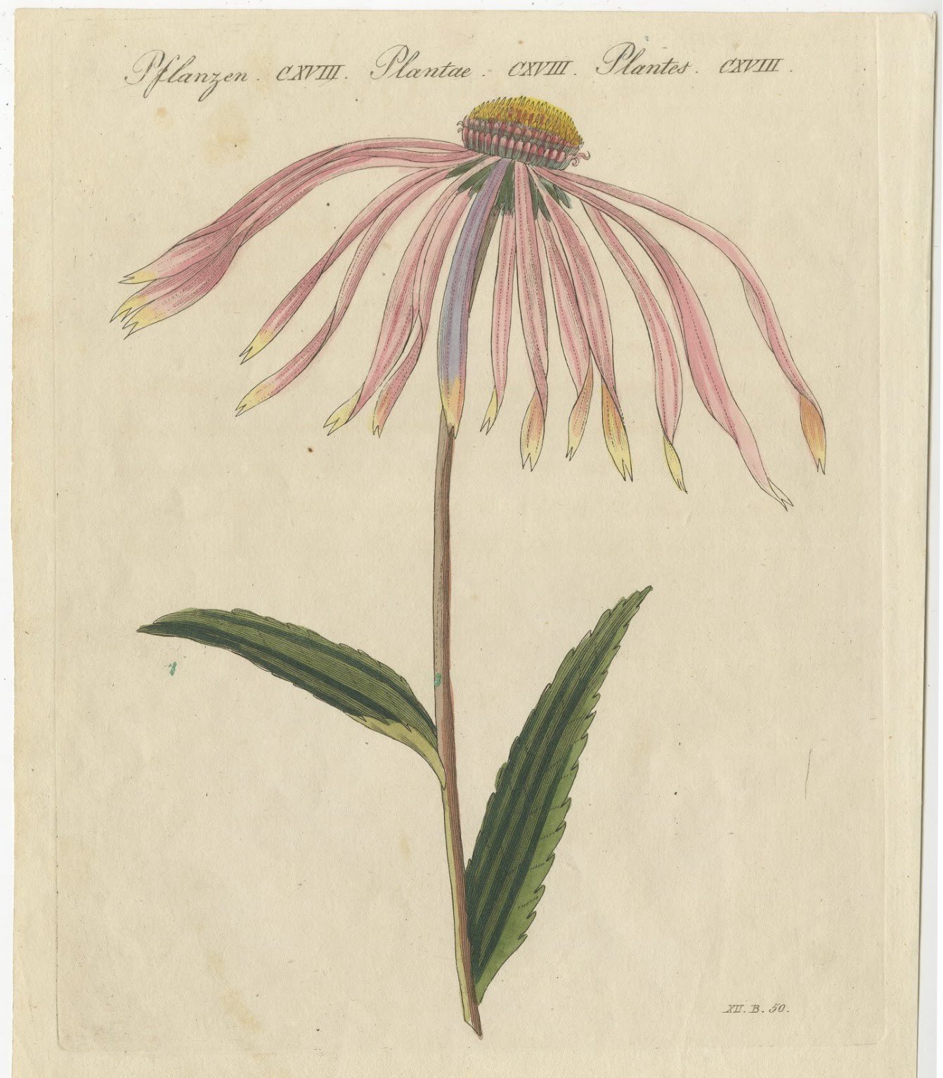 Purple Coneflower Echinacea, Antique Bertuch Print, circa 1810