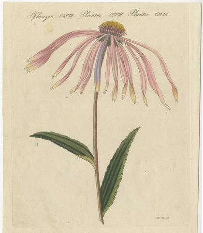 Purple Coneflower Echinacea, Antique Bertuch Print, circa 1810