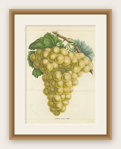 Stockwood Golden Hambro Grapes: Hand-Colored Lithograph by Louis van Houtte, shown framed
