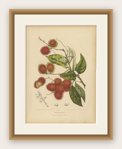 Original Antique Rambutan Botanical Chromolithograph by Hoola van Nooten, c.1880, shown framed