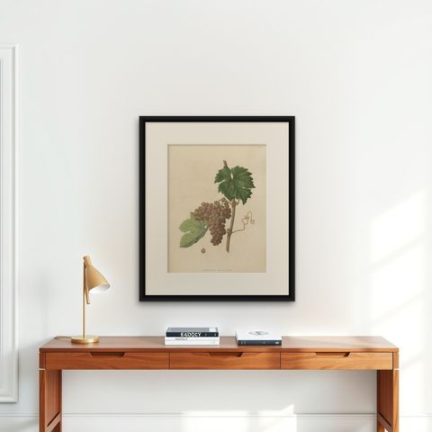 Rare Original Antique Lithograph of the Piquepoul Rose our Gris Variety, 1890, shown framed on a wall, true to size