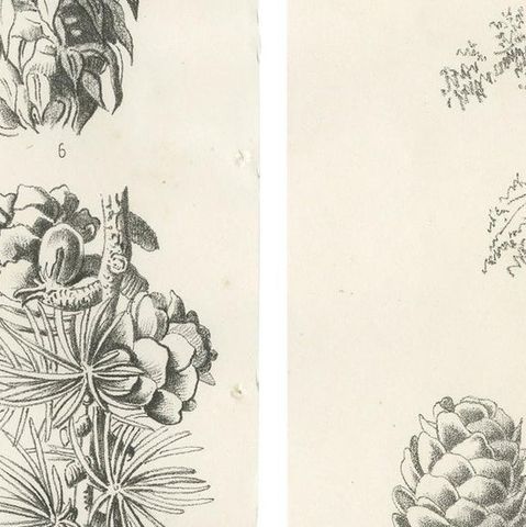 Set of 2 Antique Botany Prints, Larix Decidua 'c.1880', close-up 2