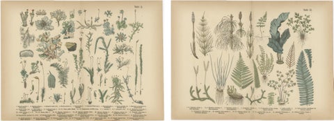 Antique Botanical Atlas Plates, Hand-Colored Wood Engravings, 1885, view 4
