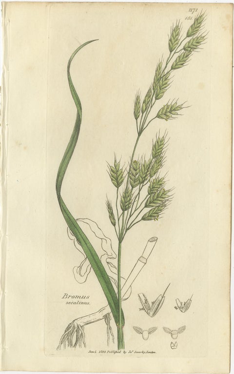 Set of 8 Antique Botanical Engravings of Festuca & Brome Grasses, c.1830, view 8