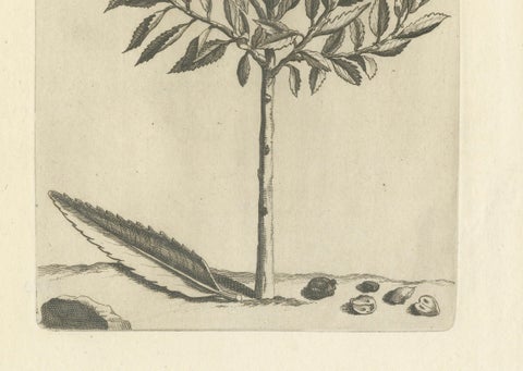 Botanical Engraving of Alaternoides Afric Lauri Serratae from Commelin, 1706, close-up 2