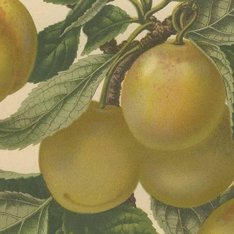 Antique Print of a Jefferson Plum by G. Severeyns, 1876, close-up 2
