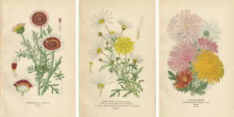 Botanical Prints: Chrysanthemum Carinatum, Paris Daisy & Chrysanthemums, 1897, view 5