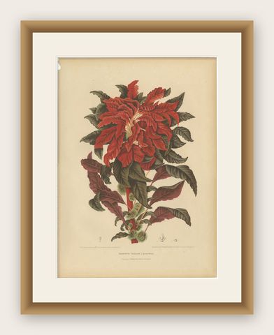 Original Antique Botanical Chromolithograph of Joseph's Coat, ca.1880, shown framed
