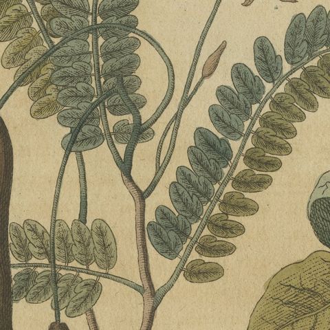 Tamarind and Pistachio Nut Tree, Antique Bertuch Print, circa 1805, close-up 1