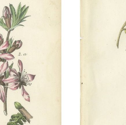 Antique Nut & Tree Botanical Chromolithographs, Walnut & Chestnut, Calwer 1854, close-up 1
