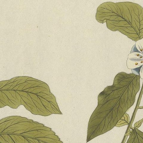 Antique Botany Print of the Mespilus Germanica by Plenck 'circa 1790', close-up 1