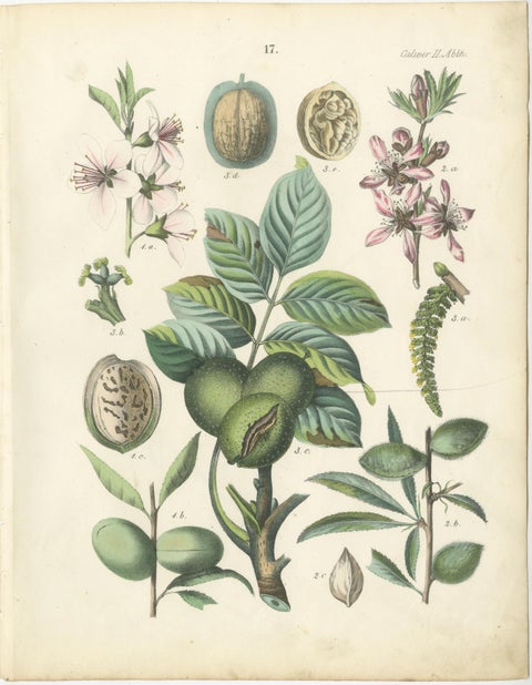 Antique Nut & Tree Botanical Chromolithographs, Walnut & Chestnut, Calwer 1854, view 2