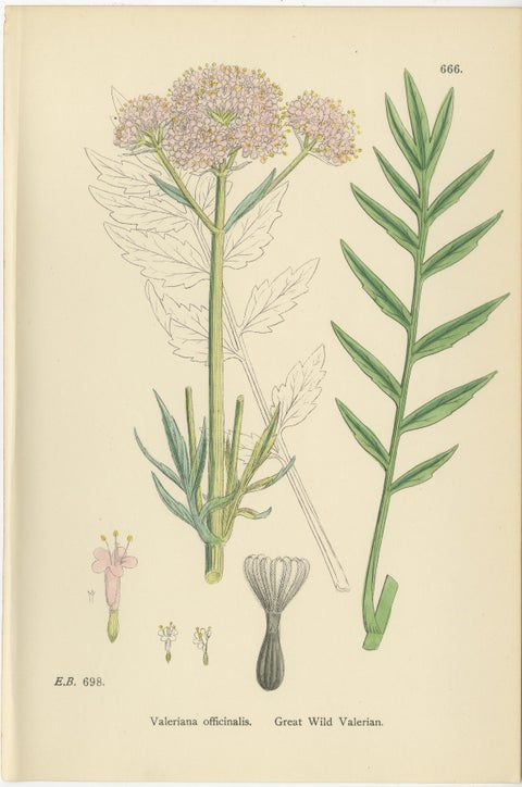 Set of 10 English Botanical Prints 1902, Valerian & Lamb’s-Lettuce, view 6