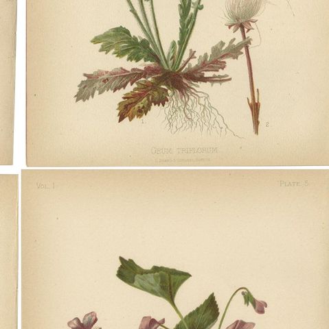 Native US Flora, Six Original Botanical Chromolithograps, 1879, close-up 2
