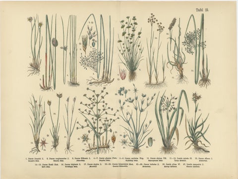 Antique German Botanical Atlas Plates, Grasses & Exotic Plants, 1885, view 2