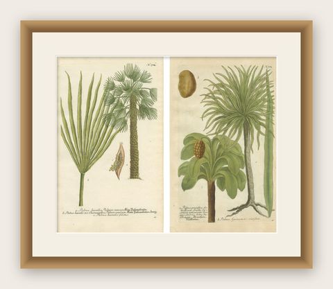Set of 2 Botany Prints of the European Fan Palm and Copernicia Prunifera, c.1740, shown framed