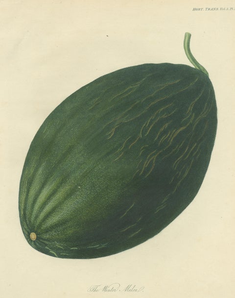 Antique Fruit Print of a Winter Melon or Ash Gourd, view 3