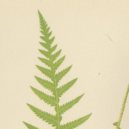 Antique Hand-Colored Fern Prints, Didymochlaena, Aspidium, 19th Century, close-up 1