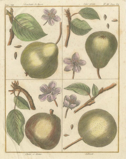 Vintage Botanical Fruit Prints of Apples, Pears and Peaches, Engravings of c1820, close-up 1