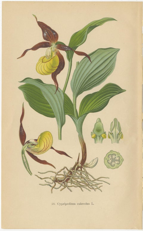 Nature's Masterpieces in Original Antique Print: The Orchids of 1904, view 3