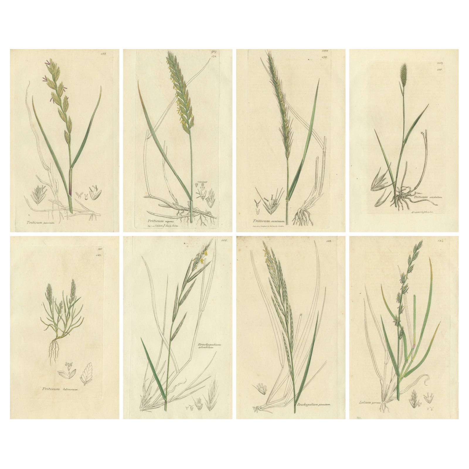 Set of 8 Antique Botanical Engravings of Wheat, Barley and Ryegrasses, c.1830