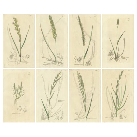 Set of 8 Antique Botanical Engravings of Wheat, Barley and Ryegrasses, c.1830