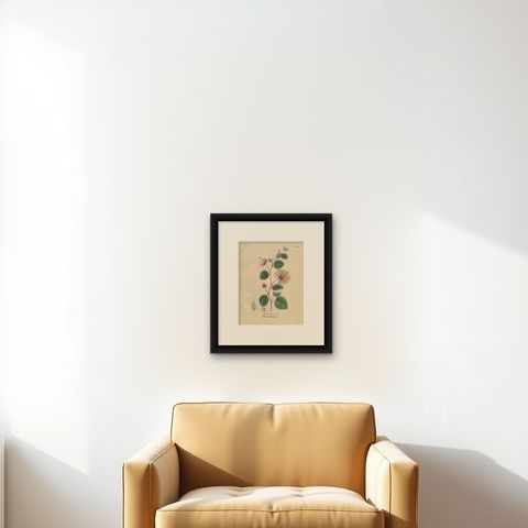 Antique Caper Botanical Print, Capparis Spinosa, Hand Colored, c.1831, shown framed on a wall, true to size