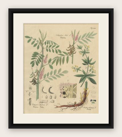 Antique Indigo & Madder Botanical Print, Indigofera & Rubia Tinctorum, c.1831, shown framed