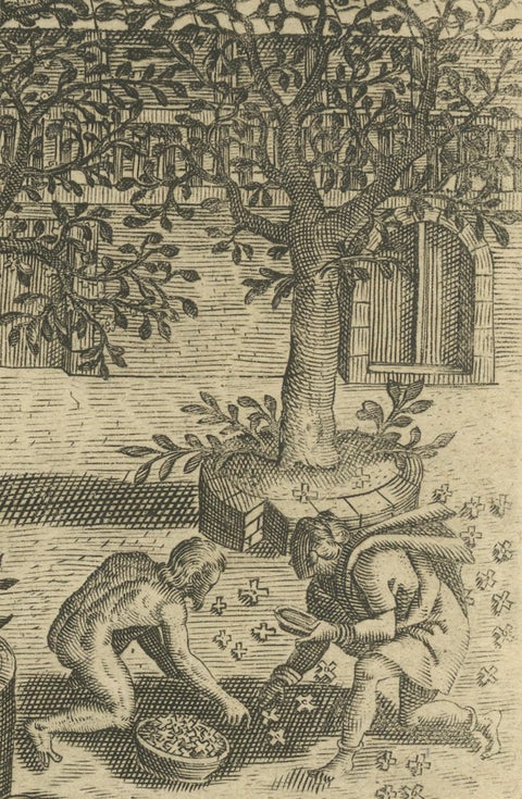 The Melancholy Tree of the East: A 1601 de Bry Engraving from 'Indiae Orientalis, close-up 4