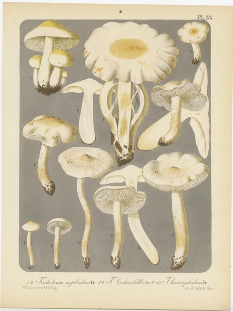 Set of 6 Antique Mycology Prints of Various Fungi by Barla, circa 1890, view 3