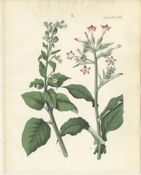 Hand-Colored Botanical Litho of Nicotiana Tabacum and Nicotiana Rustica, 1854, view 2