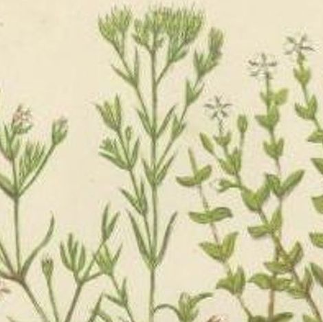 Antique Botany Print of Sea Purslane, c.1860, close-up 1