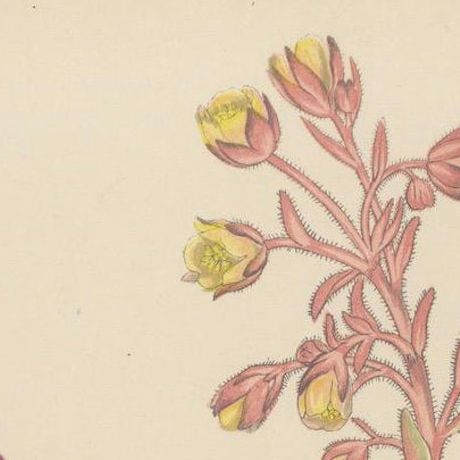 Alpine Botanical Lithograph of Arabis Blepharophylla and Saxifraga Ambigua, 1874, close-up 6