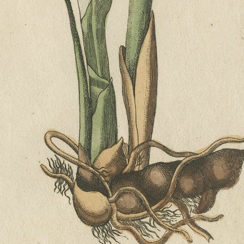 Zedoary and Grains of Paradise Spice Plants, Antique Bertuch Print, circa 1805, close-up 5