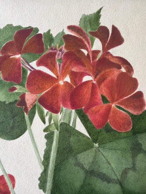 Two Stems with Red Flowers, Botanical Watercolor by A.L., 1819, view 4