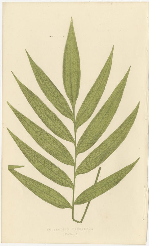 Antique Botanical Fern Lithographs by E.J. Lowe, Set of 6, Published in 1856, view 5