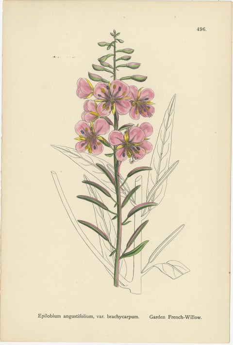 Hand-Colored Botanical Engravings of French-Willow Species, 1902, view 4