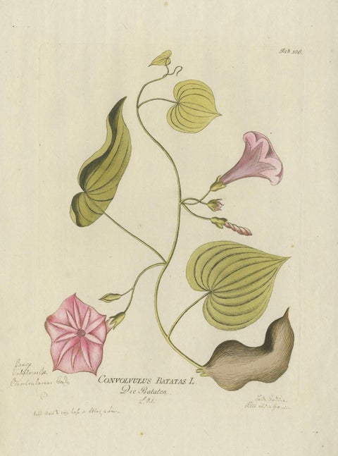 Convolvulus Batatas Botanical Engraving, Icones Plantarum Medicinalium, 1788, close-up 4