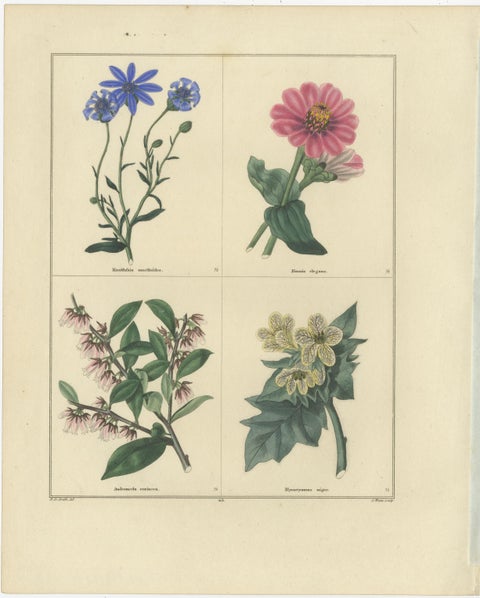 Beautiful Pair of Vintage Botanical Flower Prints, incl a Flame Tulip, 1828, view 2
